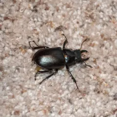 Smooth Stag Beetle thumbnail 3