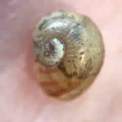Garden Snail thumbnail 2