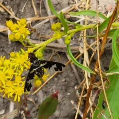 Dorcadion Bee Fly thumbnail 2