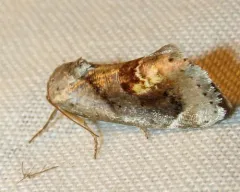 Curve-lined Bird-dropping Moth thumbnail 3