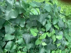 Birthwort thumbnail 3