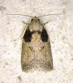 Black-olive Caterpillar Moth thumbnail 2