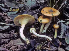 Hygrophorus boyeri thumbnail 1