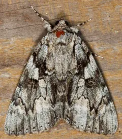 Dejected Underwing thumbnail 3