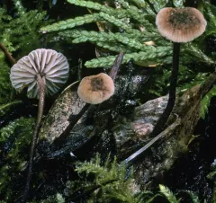 Mycetinis salalis thumbnail 1