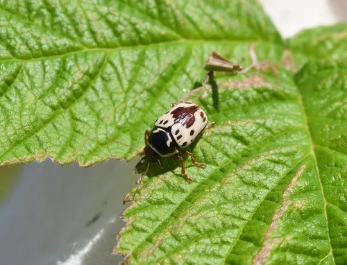 Shield-backed Cryptocephalus