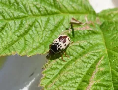 Shield-backed Cryptocephalus thumbnail 1