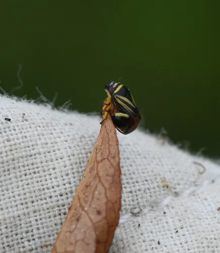 Heath Spittlebug