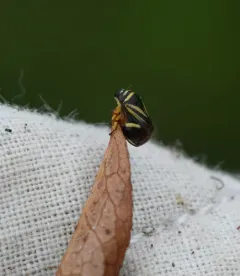 Heath Spittlebug thumbnail 1