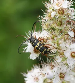 Typocerus sparsus thumbnail 2