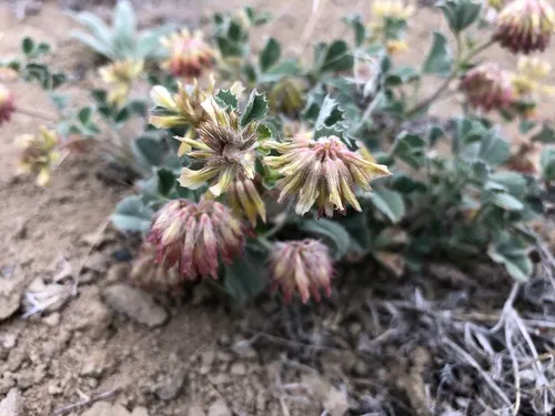 Leiberg's Clover