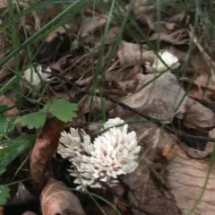 jellied false coral fungus thumbnail 5