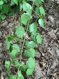 Manchurian Striped Maple thumbnail 2