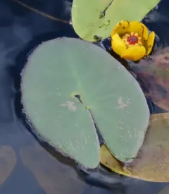 small yellow pond-lily thumbnail 4