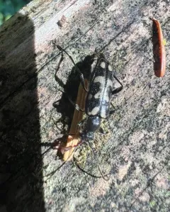 Xestoleptura behrensii thumbnail 2