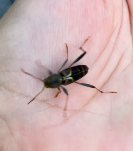 Neoclytus mucronatus