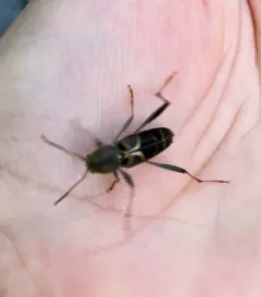 Neoclytus mucronatus thumbnail 1