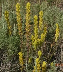 yellow paintbrush thumbnail 3
