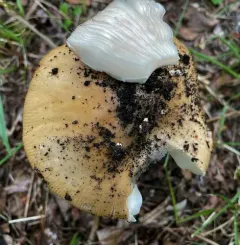 Poplar-loving Ringless Amanita thumbnail 2