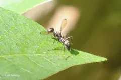 Myrmecothea myrmecoides thumbnail 3