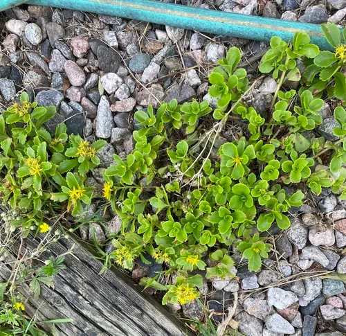 yellow stonecrop