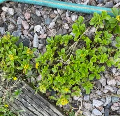 yellow stonecrop thumbnail 1