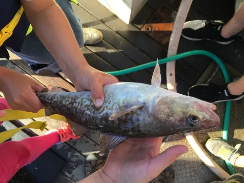 Pacific Cod