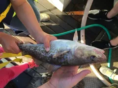 Pacific Cod thumbnail 1