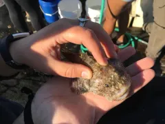 Spinyhead Sculpin thumbnail 1
