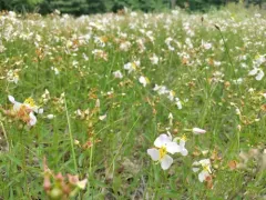 Maryland meadowbeauty thumbnail 3