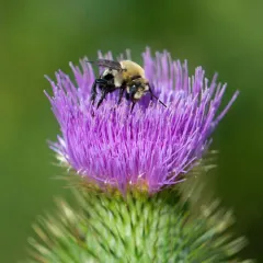 Eastern Thistle Longhorn Bee thumbnail 3