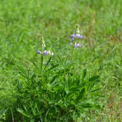 Sundial Lupine thumbnail 3