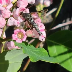 Fireweed Clearwing Moth thumbnail 2