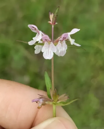 Hyssop-leaved Hedge-nettle