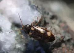 Eanus maculipennis thumbnail 3
