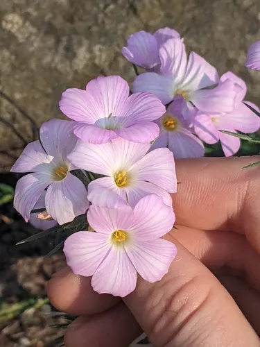 large-flowered leptosiphon