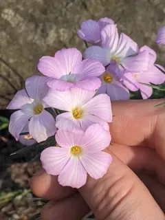 large-flowered leptosiphon thumbnail 1