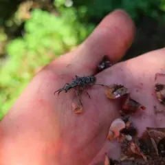 Ribbed Pine Borer thumbnail 3