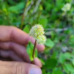 leatherleaf saxifrage thumbnail 4