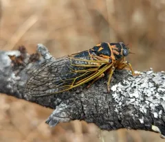 Okanagana vandykei thumbnail 1