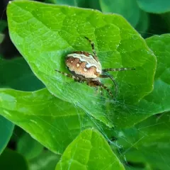 Northern Orbweaver thumbnail 3