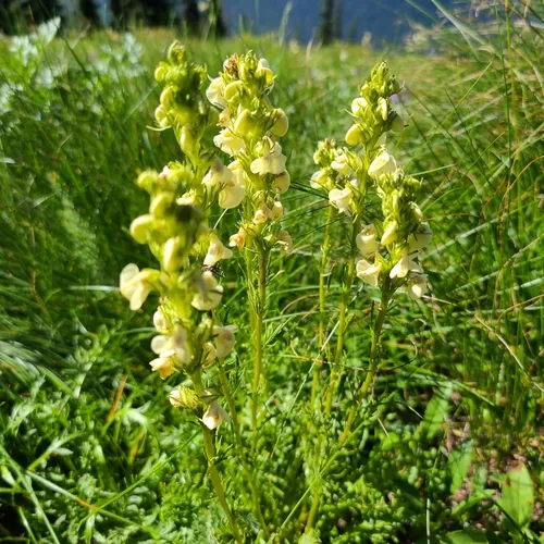 curved-beak lousewort