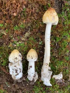 Amanita mortenii thumbnail 3