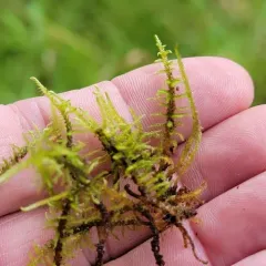 fern-leaved hook-moss thumbnail 3