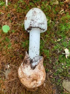 Garlic-odored Death Cap thumbnail 2