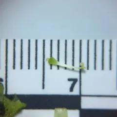 Geyer's yellow monkeyflower thumbnail 4