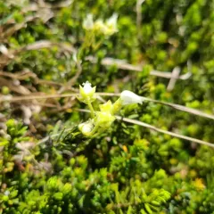 Yellow Mountain-heath thumbnail 2