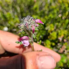ducksbill lousewort thumbnail 1