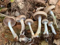 Cortinarius modestus thumbnail 2