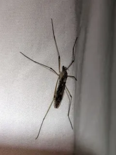 Tipula hermannia thumbnail 3